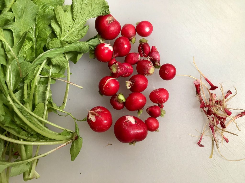 stems and roots removed from radishes