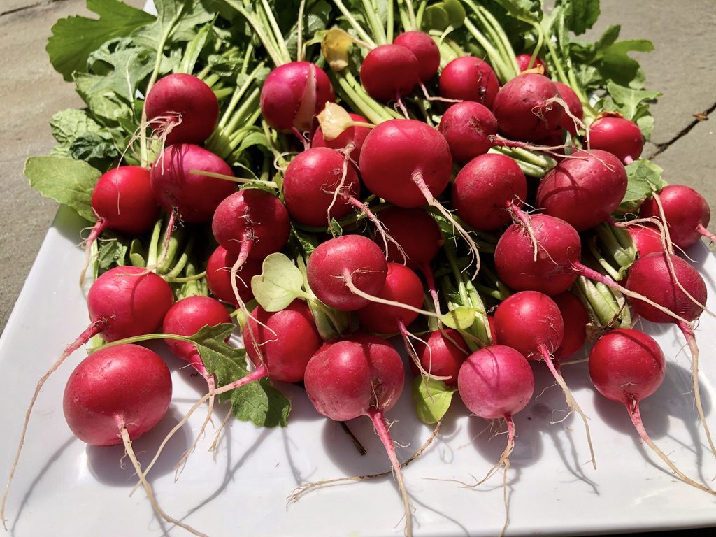 Radishes with roots and stems